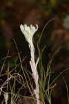 Bighead pygmycudweed